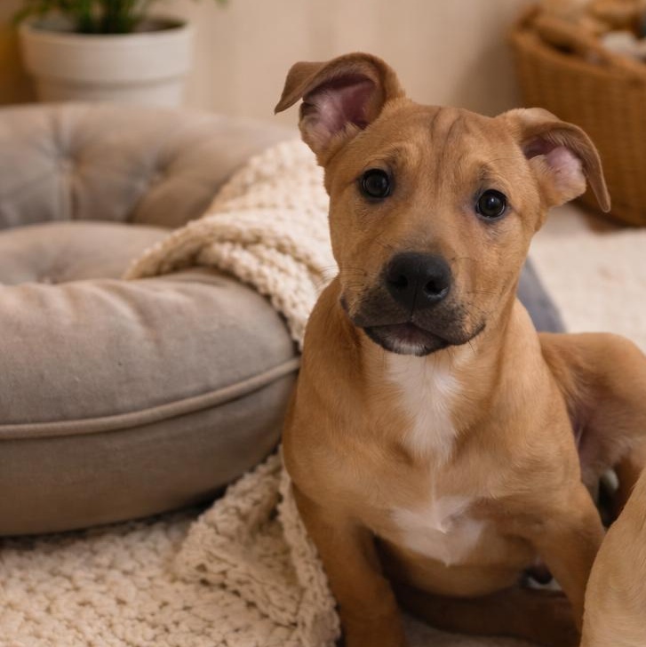Enlarge Tyson, a Adoptable mixed breed in Allentown, PA image 1/2