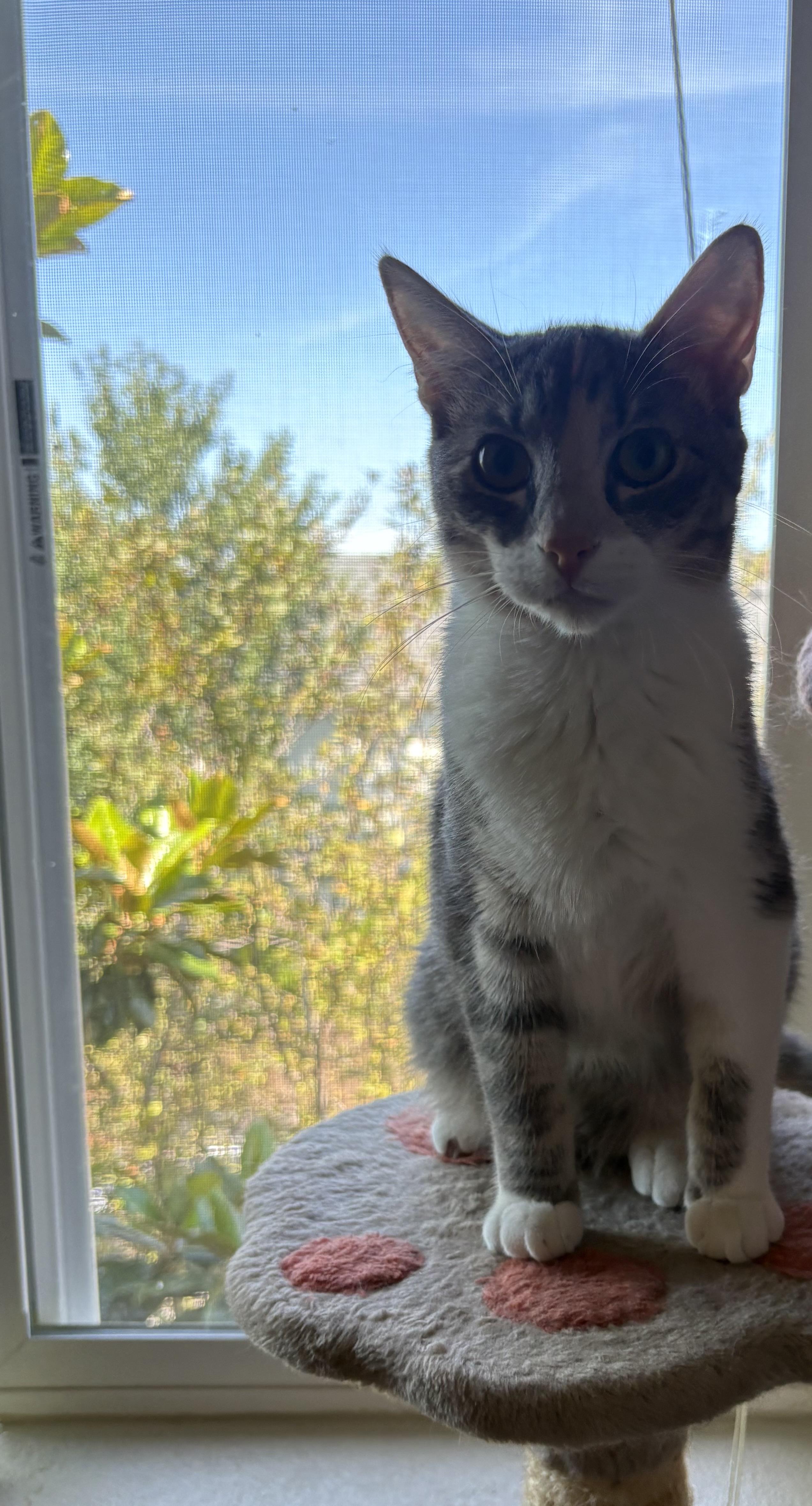 Enlarge Amelia, an adoptable Dilute Calico in Hillsboro, OR image 1/6