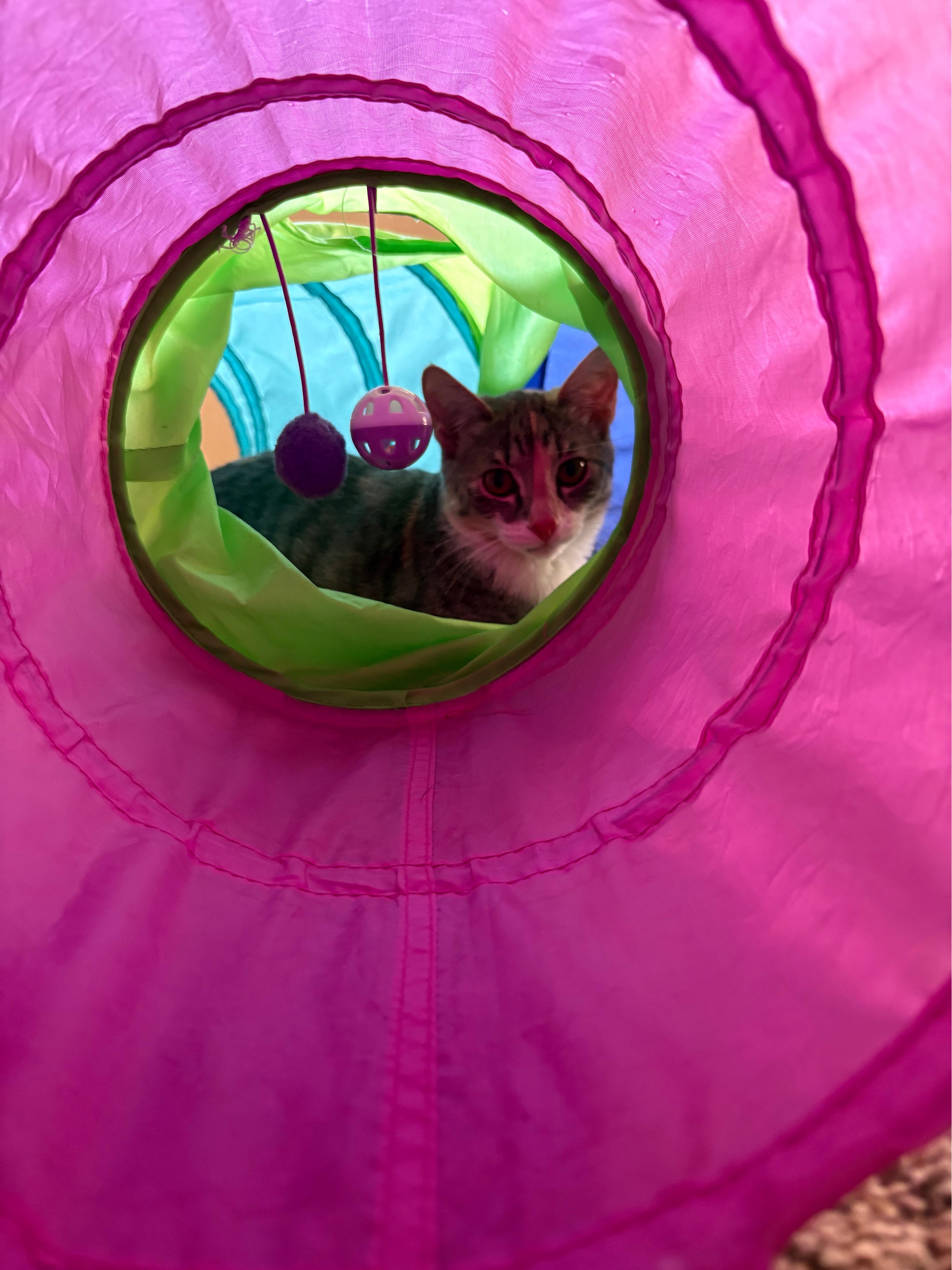 Enlarge Amelia, an adoptable Dilute Calico in Hillsboro, OR image 3/6