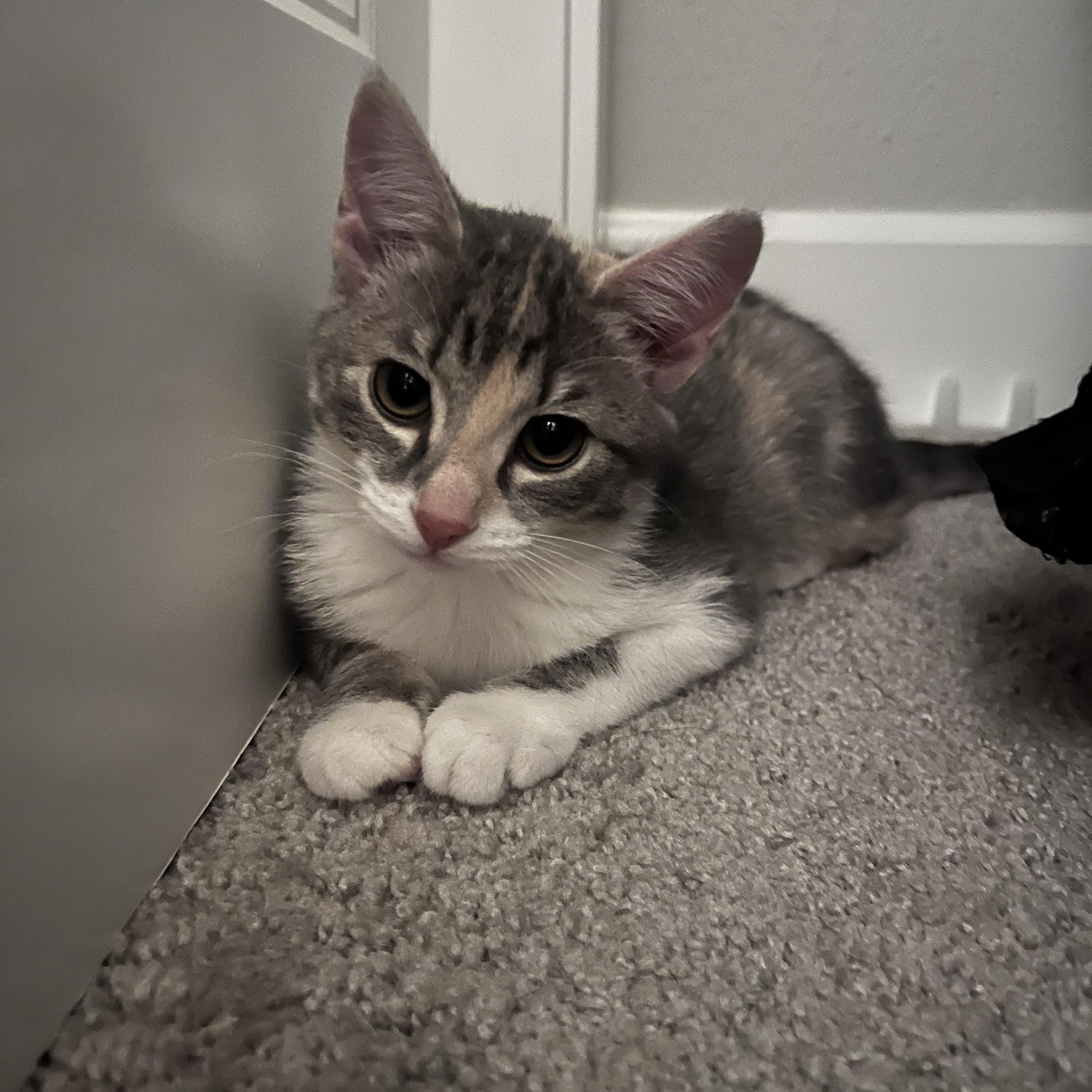 Enlarge Amelia, an adoptable Dilute Calico in Hillsboro, OR image 5/6