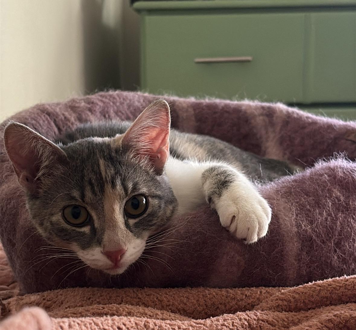 Enlarge Amelia, an adoptable Dilute Calico in Hillsboro, OR image 2/6