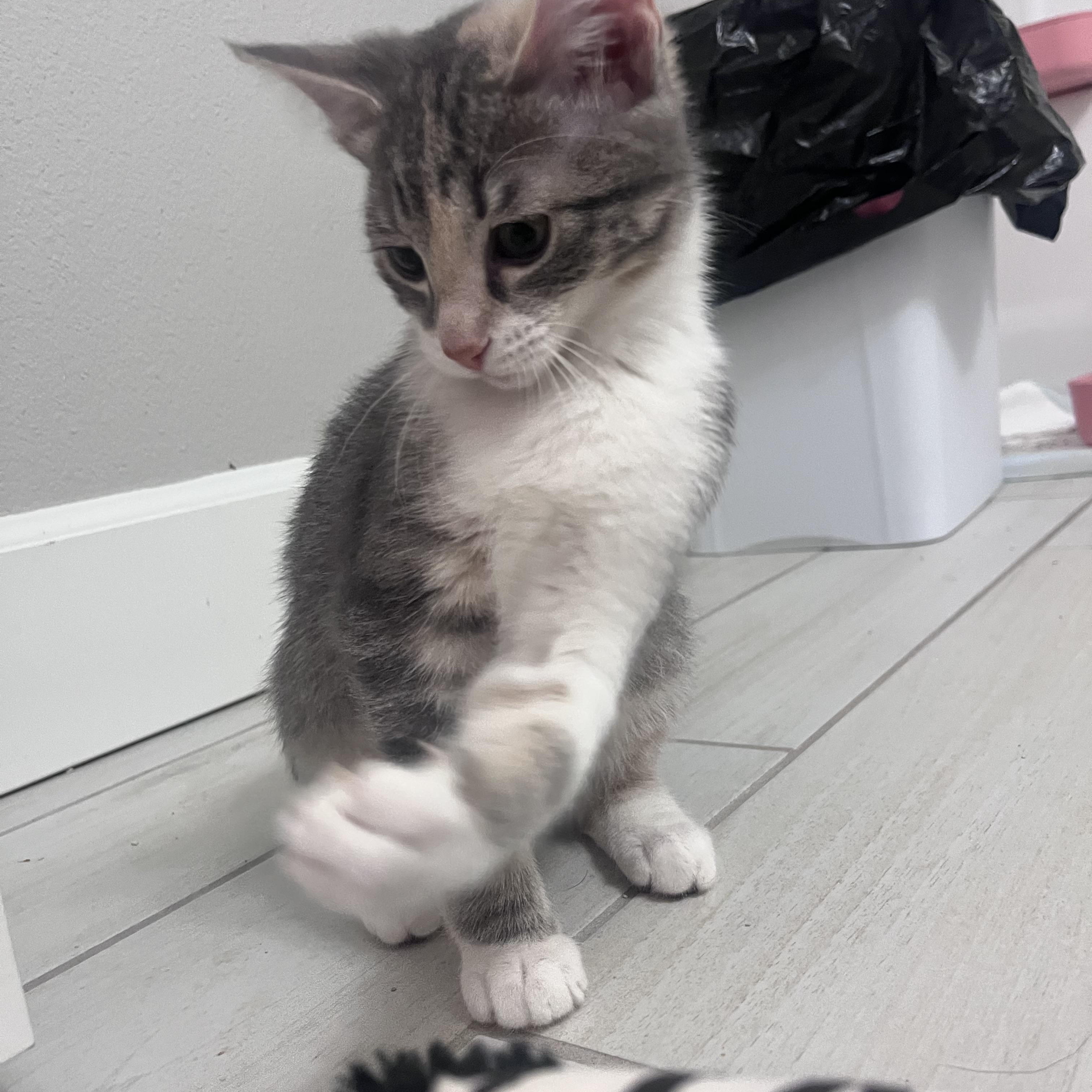 Enlarge Amelia, an adoptable Dilute Calico in Hillsboro, OR image 4/6