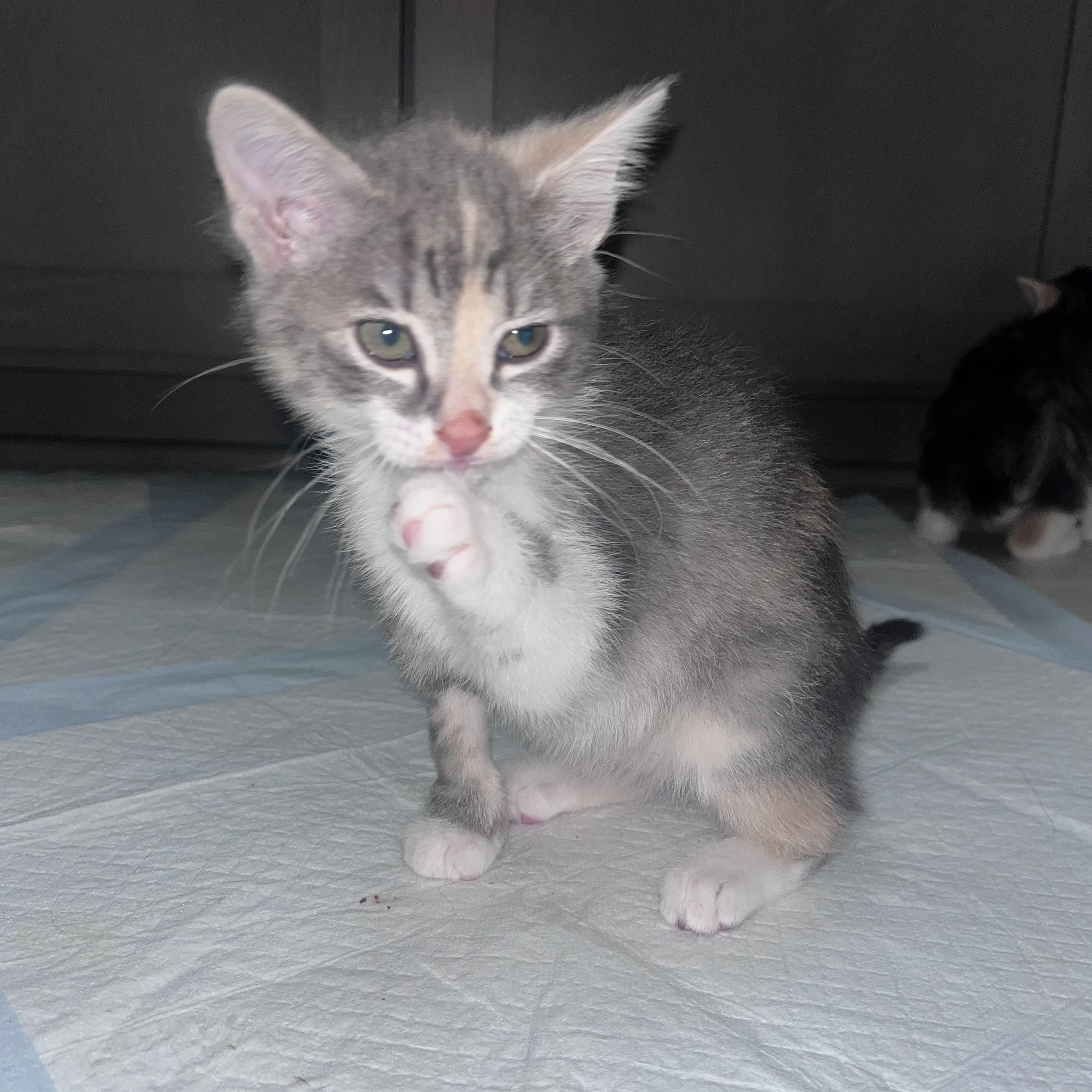 Enlarge Amelia, an adoptable Dilute Calico in Hillsboro, OR image 6/6