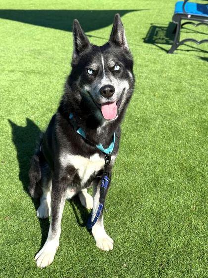 Summit - 2, Adoptable, Adult Male Siberian Husky & Mixed Breed.