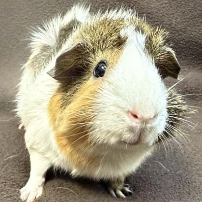 Enlarge "Ennie", a ADOPTABLE Guinea Pig in Perkiomenville, PA image 1/1