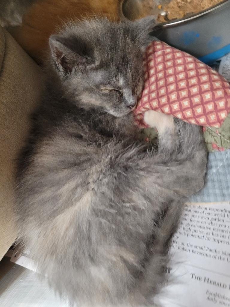 Mira (Precious), Adoptable, Kitten Female Domestic Short Hair.