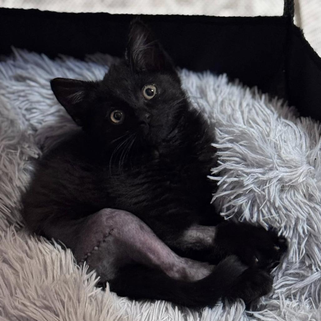 Friend, Adoptable, Young Female Domestic Short Hair.