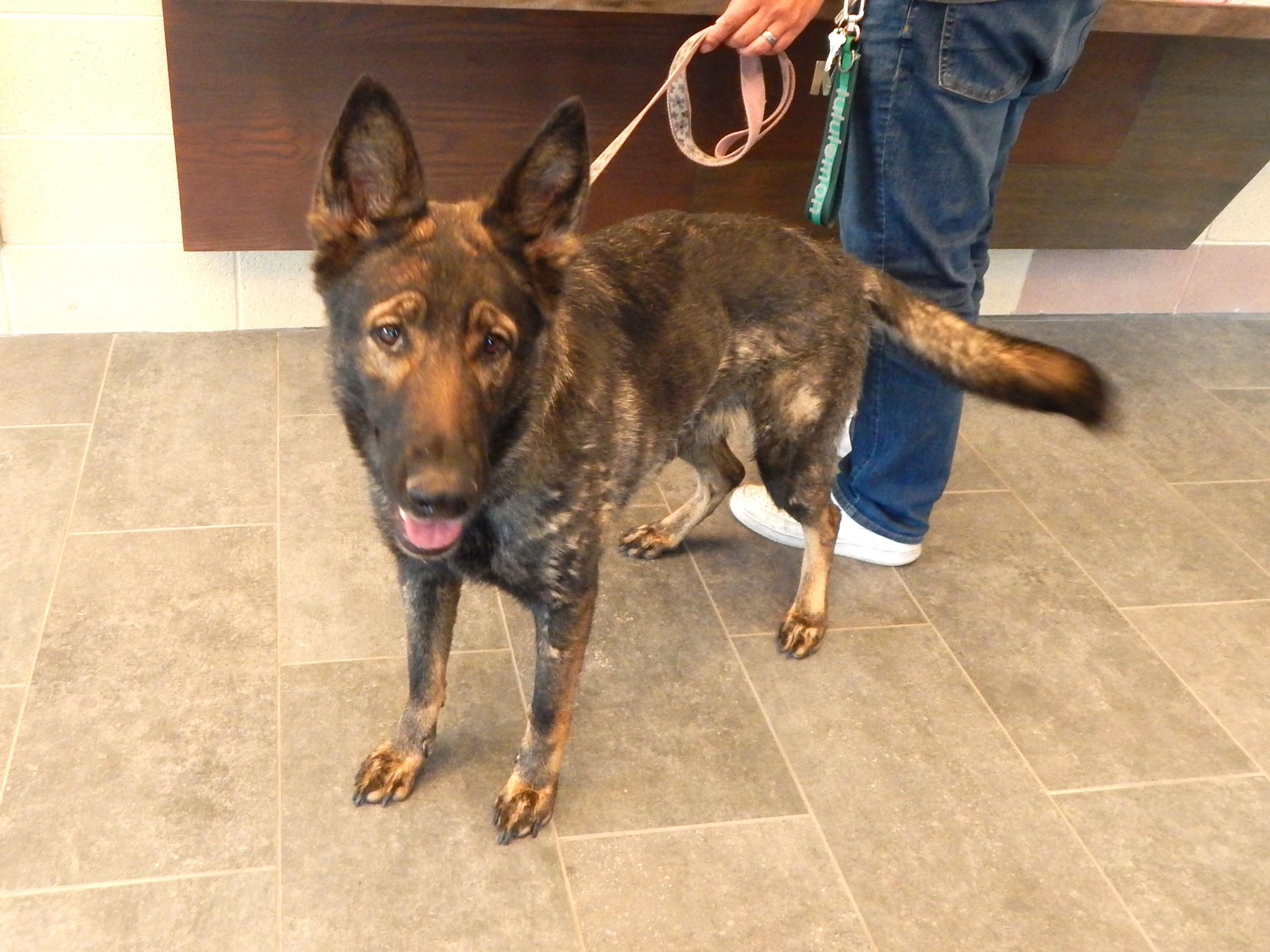 Enlarge Kate, a ADOPTABLE German Shepherd Dog in Mesquite, NV image 1/1