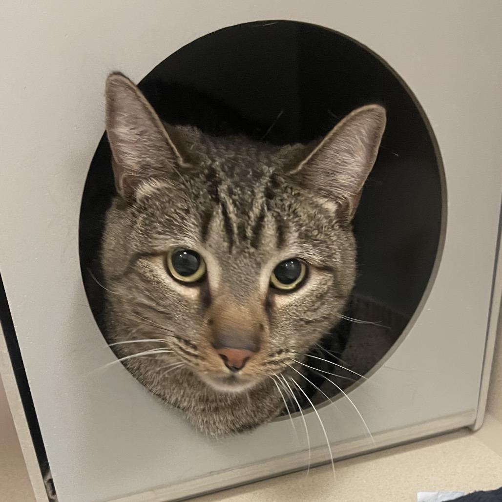 Malcolm, Adoptable, Adult Male Domestic Short Hair.