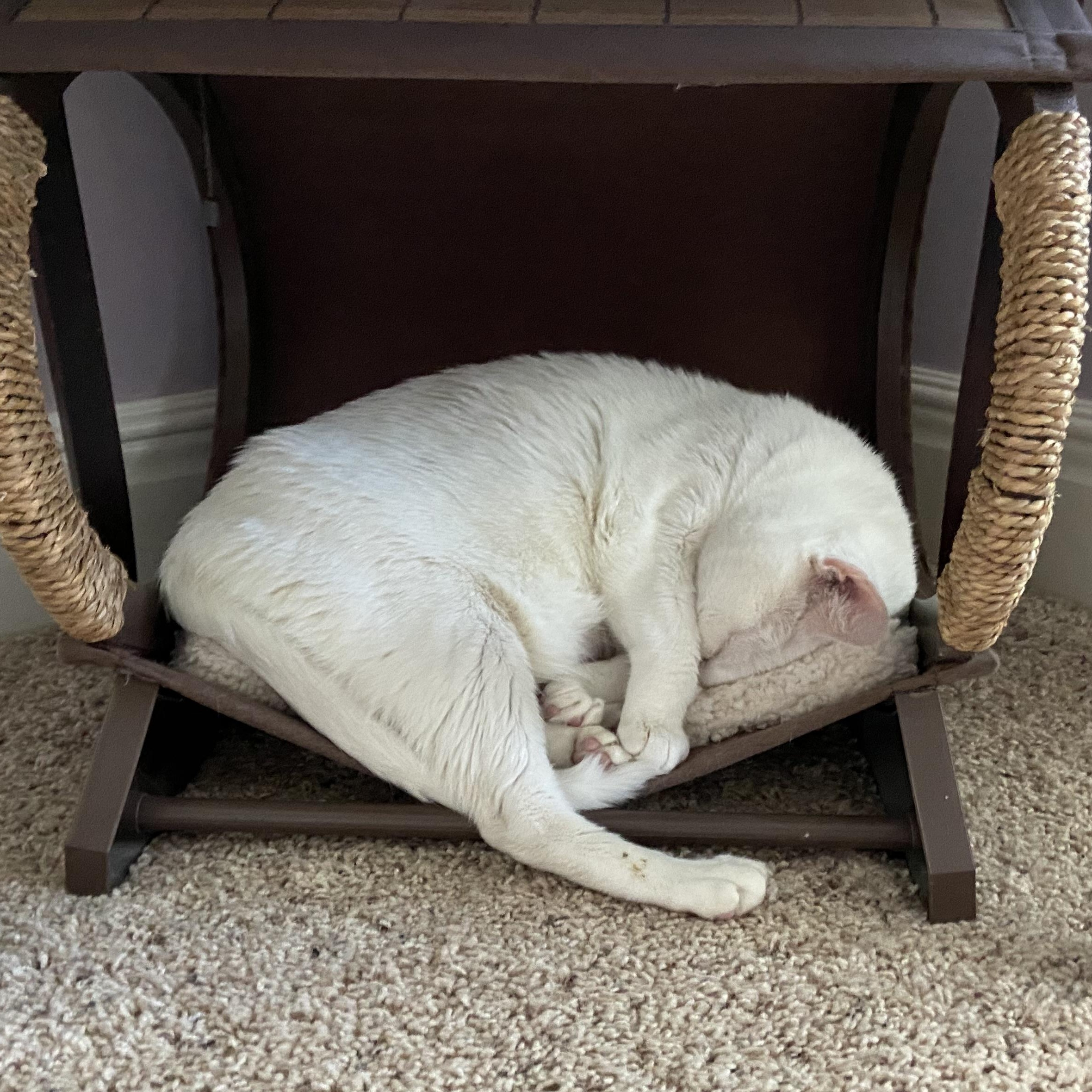 Princess, a ADOPTABLE American Shorthair in Shawnee, KS image 2/4