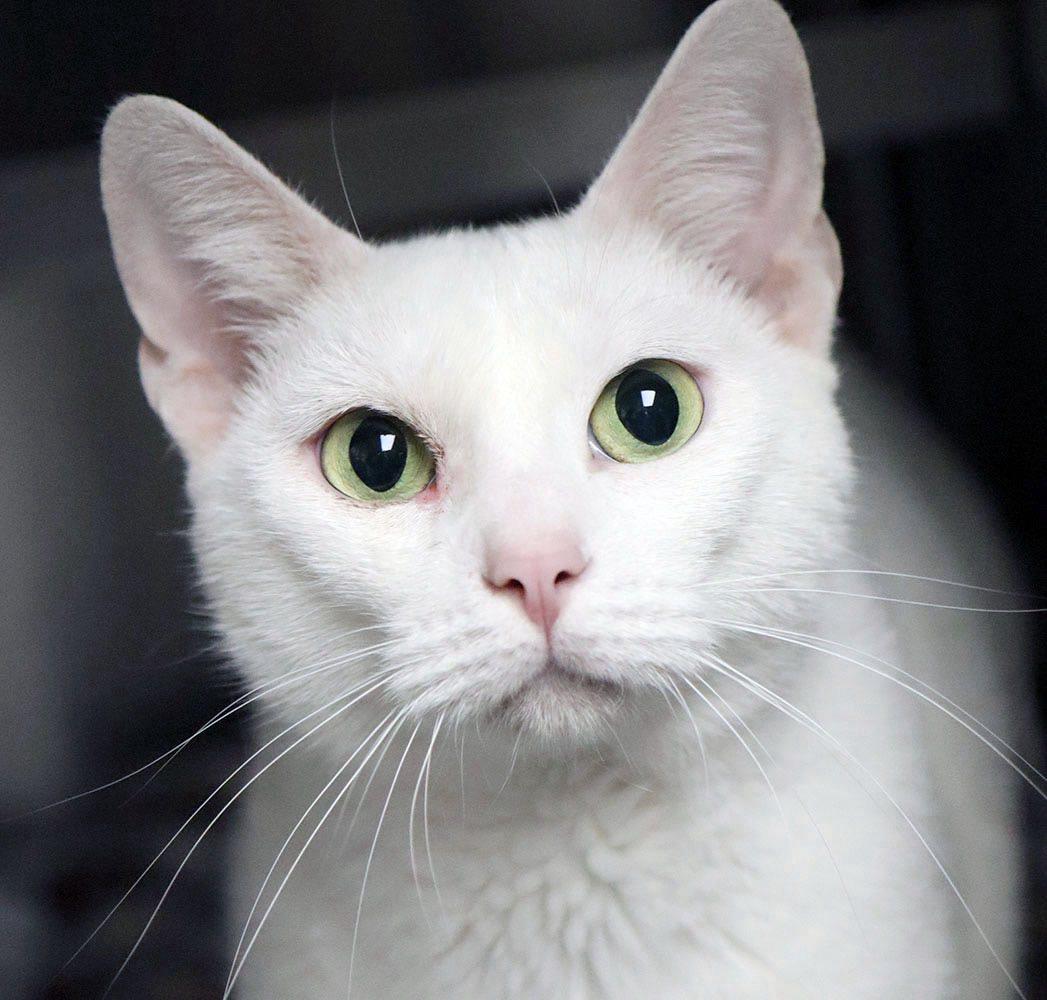 Princess, a ADOPTABLE American Shorthair in Shawnee, KS image 3/4