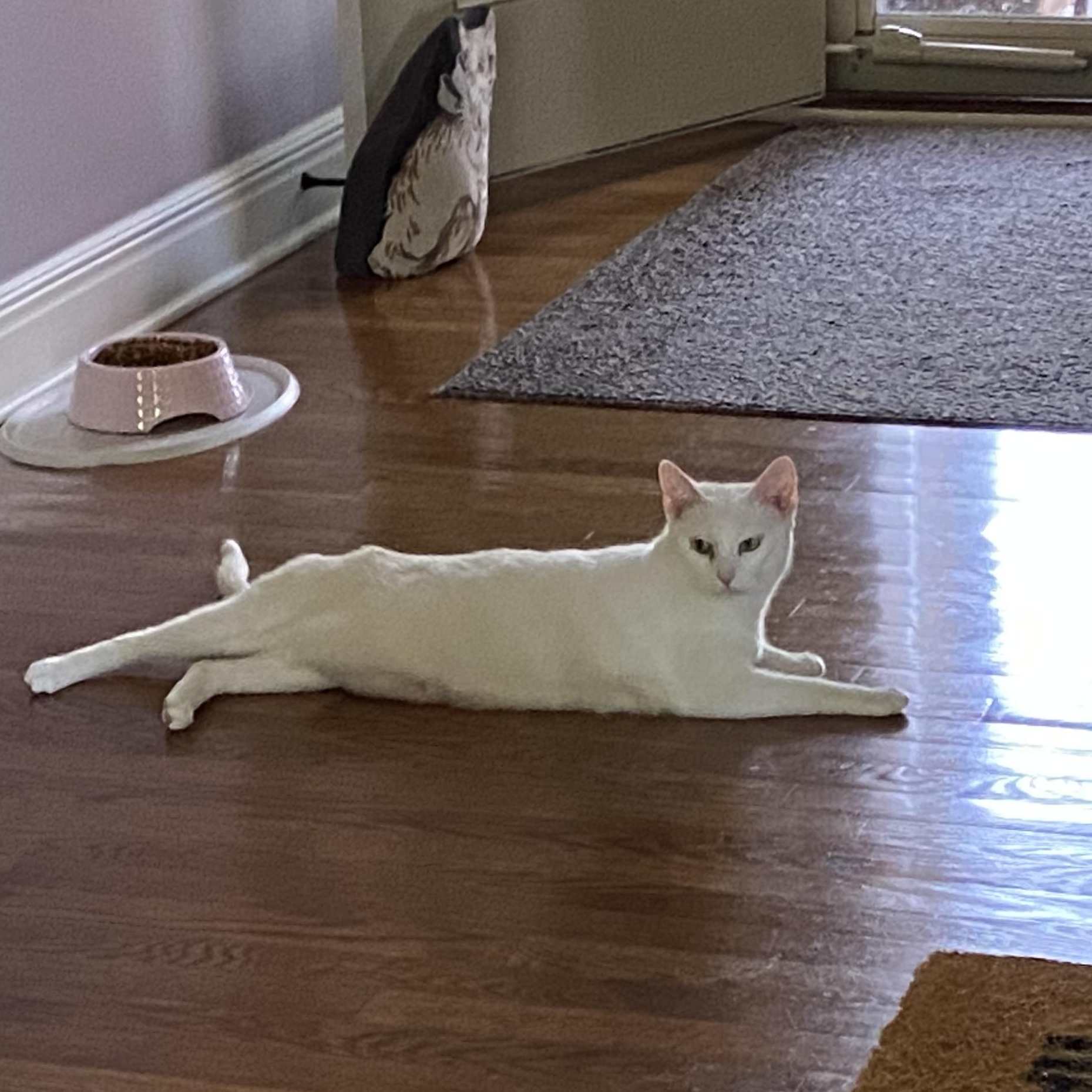 Princess, a ADOPTABLE American Shorthair in Shawnee, KS image 4/4