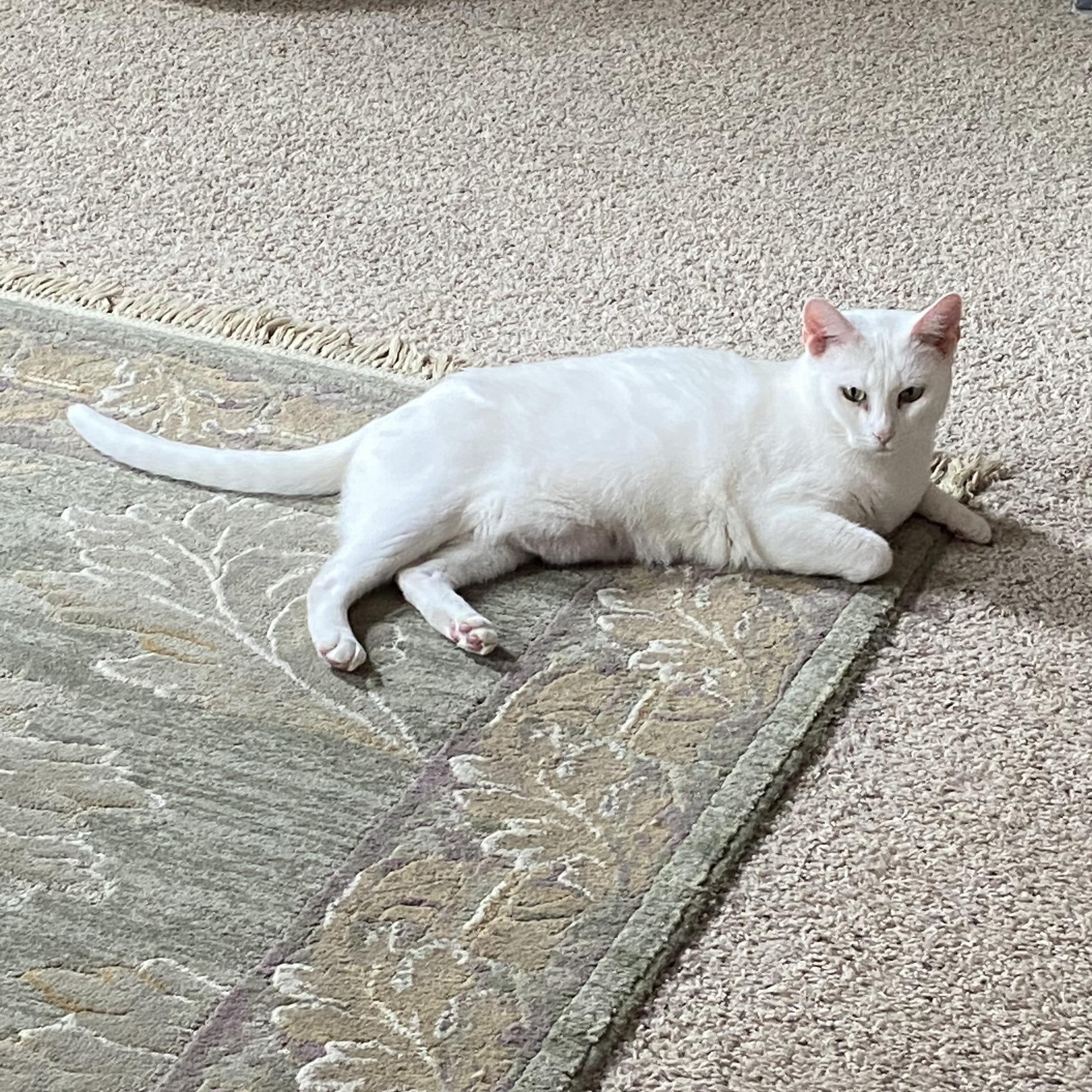 Princess, a ADOPTABLE American Shorthair in Shawnee, KS image 1/4