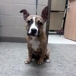 Ryder 60294896, adopted, Puppy Female Mixed Breed & American Bulldog.