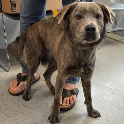 Enlarge Lexie, an adopted mixed breed in Inverness, FL image 2/2