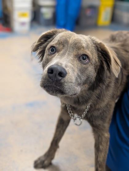 Lexie, adopted, Young Female Labrador Retriever & German Shepherd Dog.