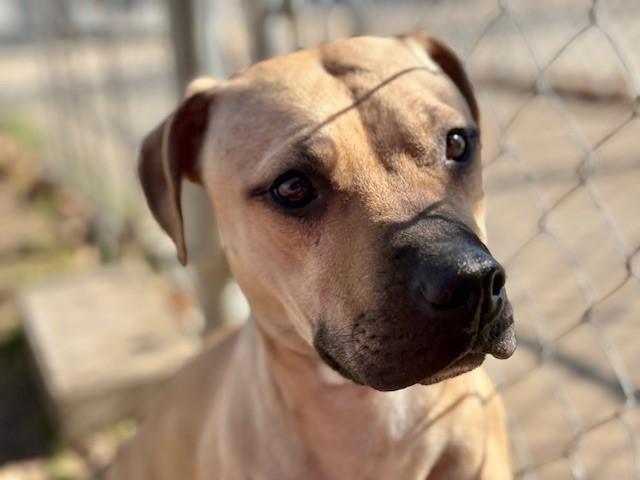 Enlarge GINGER, a Adoptable mixed breed in Tulsa, OK image 1/1