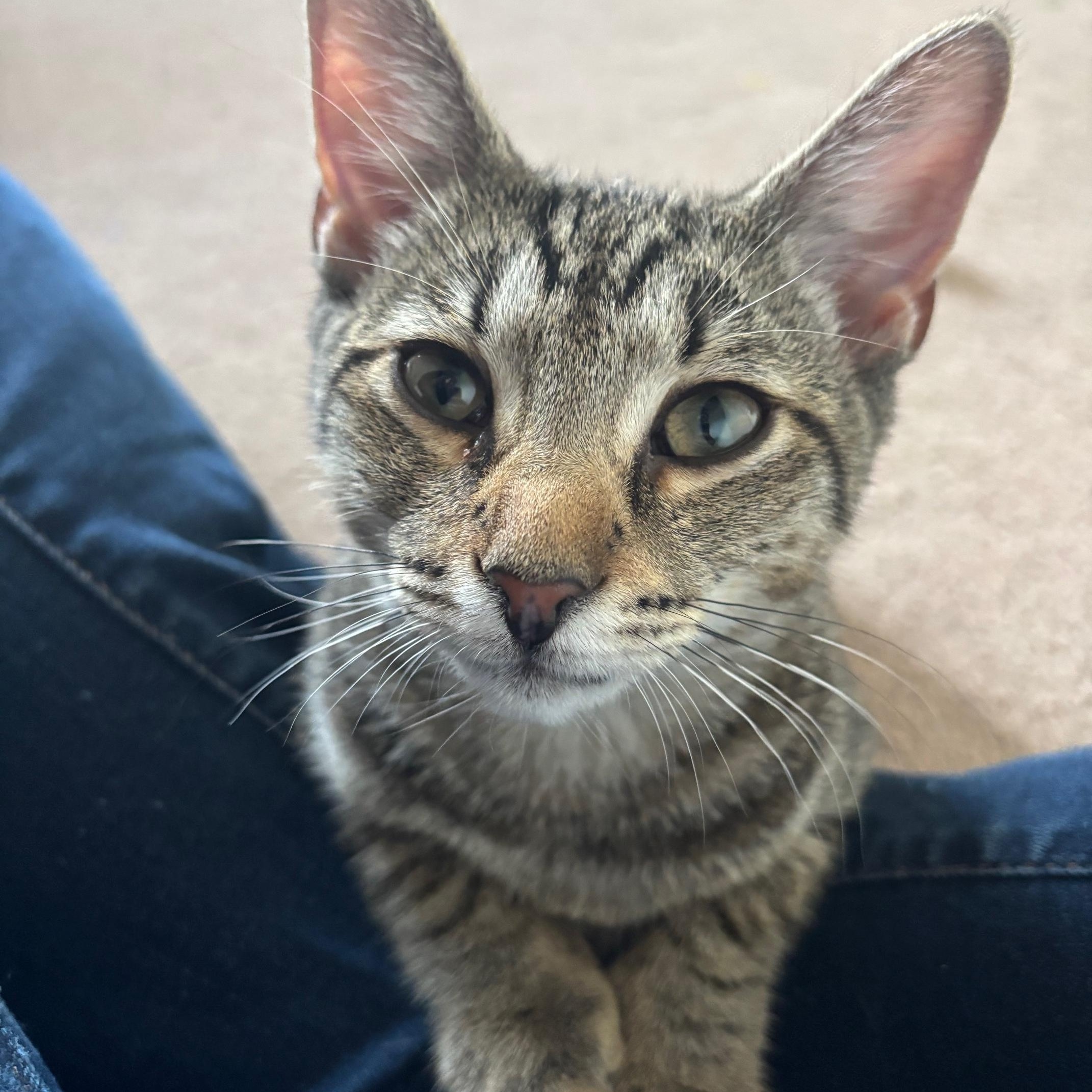Enlarge Mac, an adoptable Domestic Short Hair in Colonia, NJ image 2/5