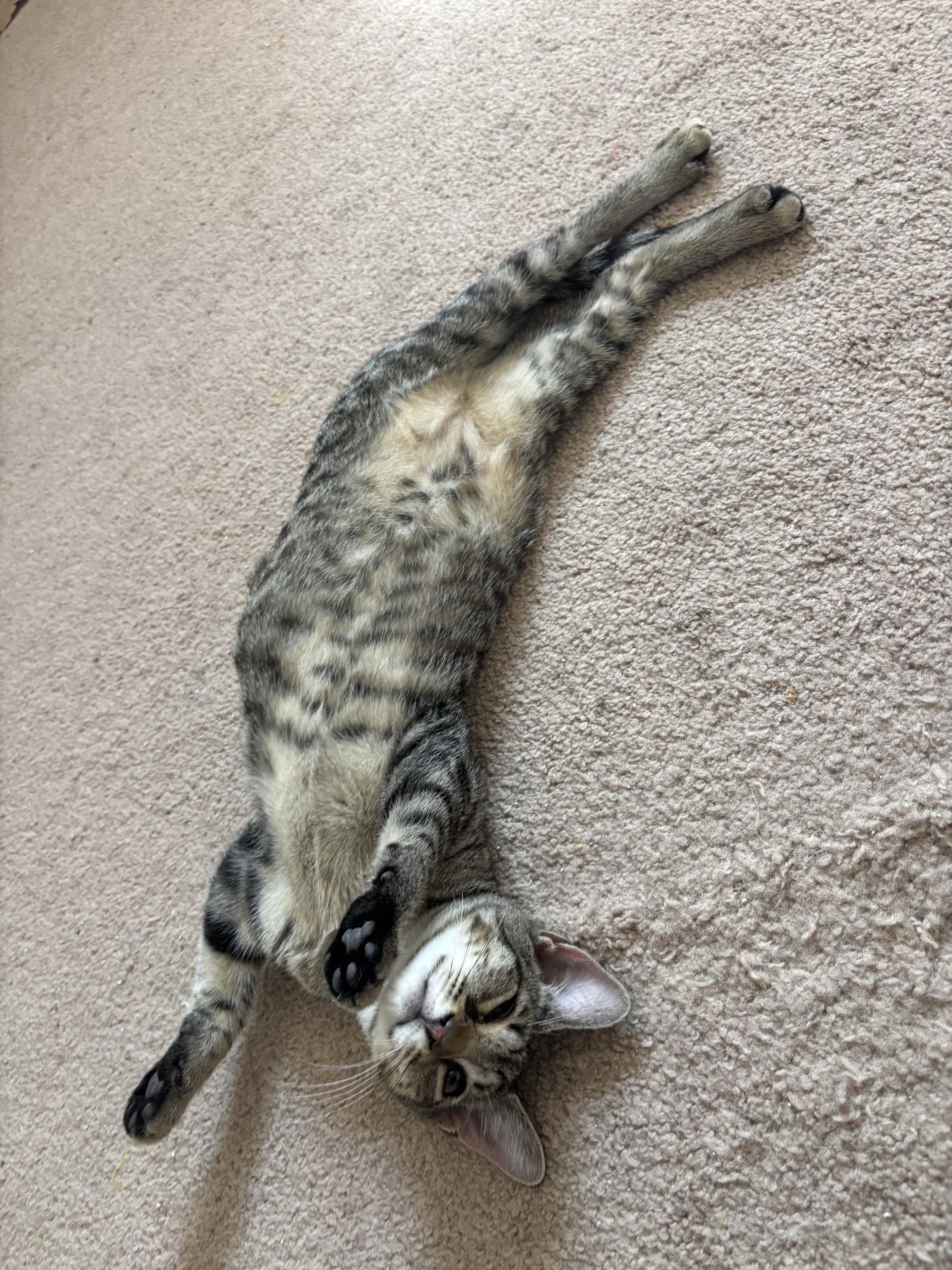 Enlarge Mac, an adoptable Domestic Short Hair in Colonia, NJ image 3/5