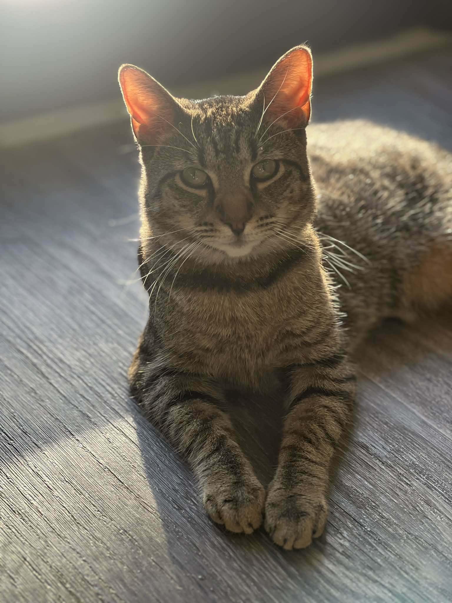 Enlarge Mac, an adoptable Domestic Short Hair in Colonia, NJ image 1/5