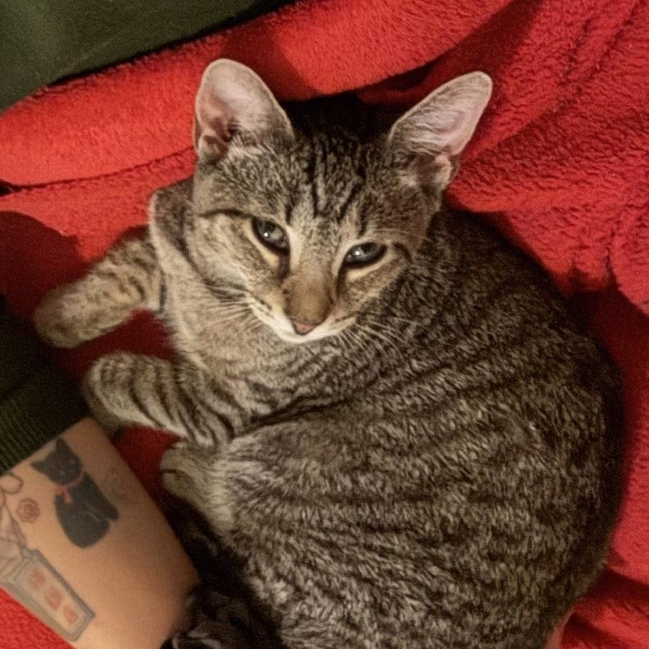 Enlarge Mac, an adoptable Domestic Short Hair in Colonia, NJ image 4/5