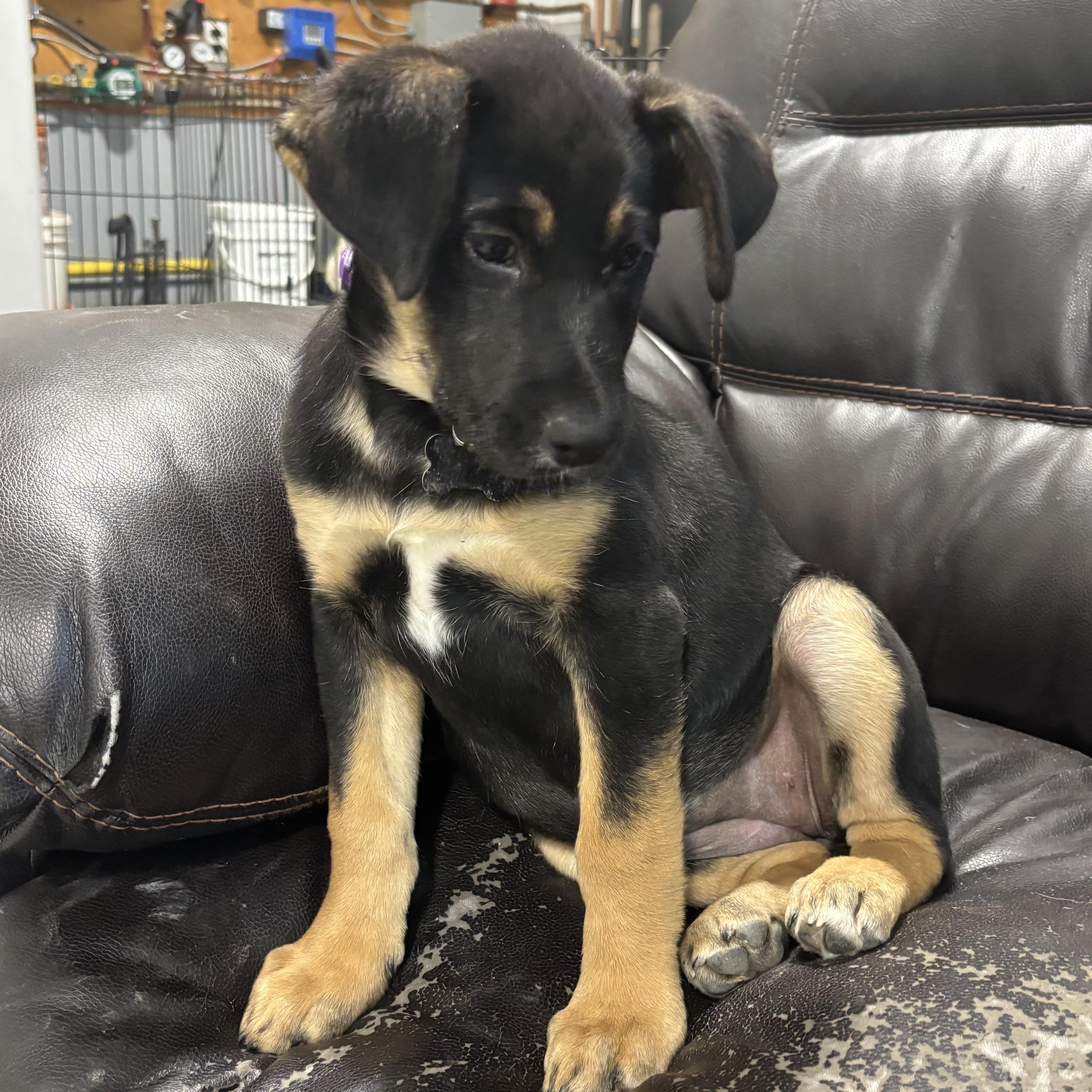 Enlarge Bueno, a Adoptable Mixed Breed in Saskatoon, SK image 3/3