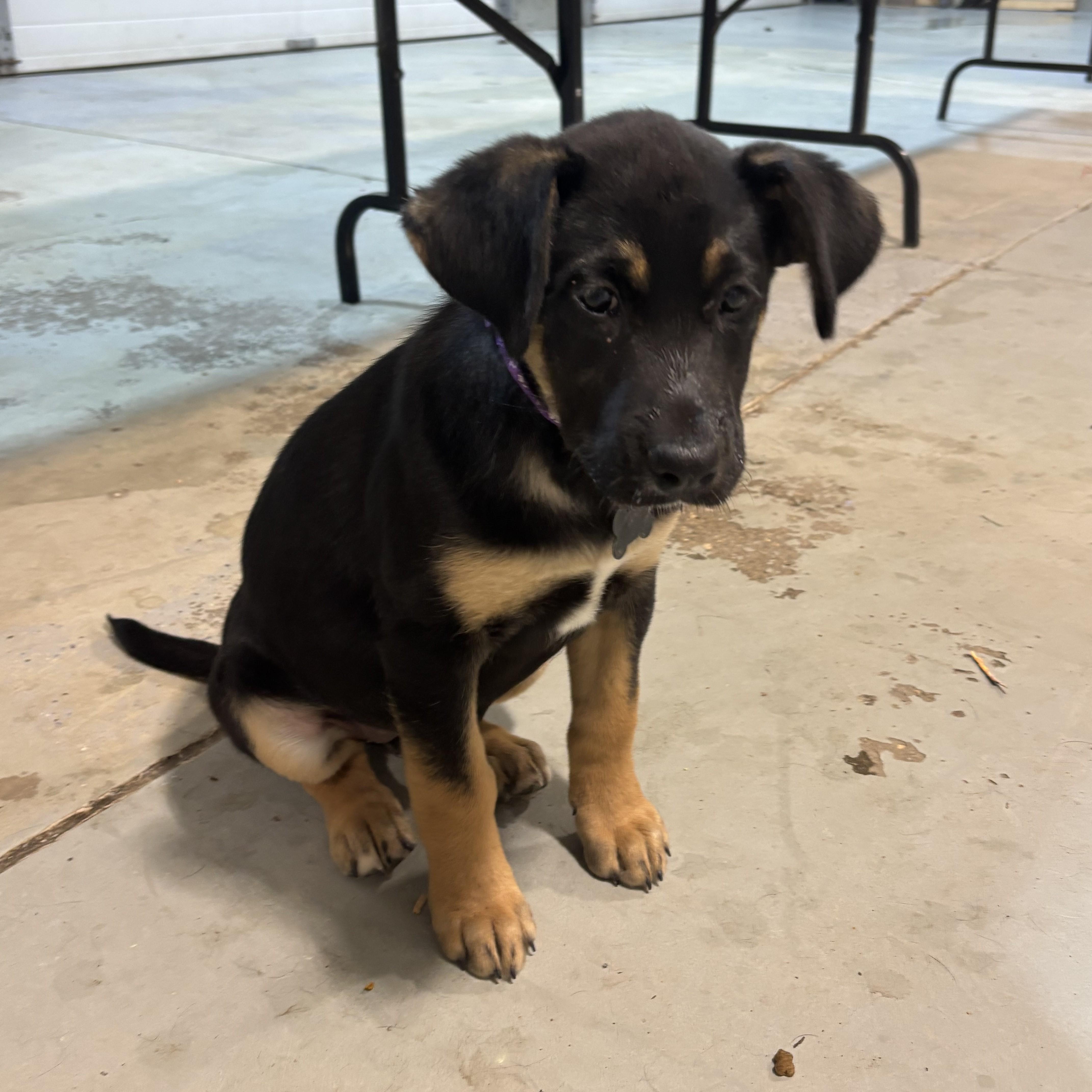 Enlarge Bueno, a Adoptable Mixed Breed in Saskatoon, SK image 2/3