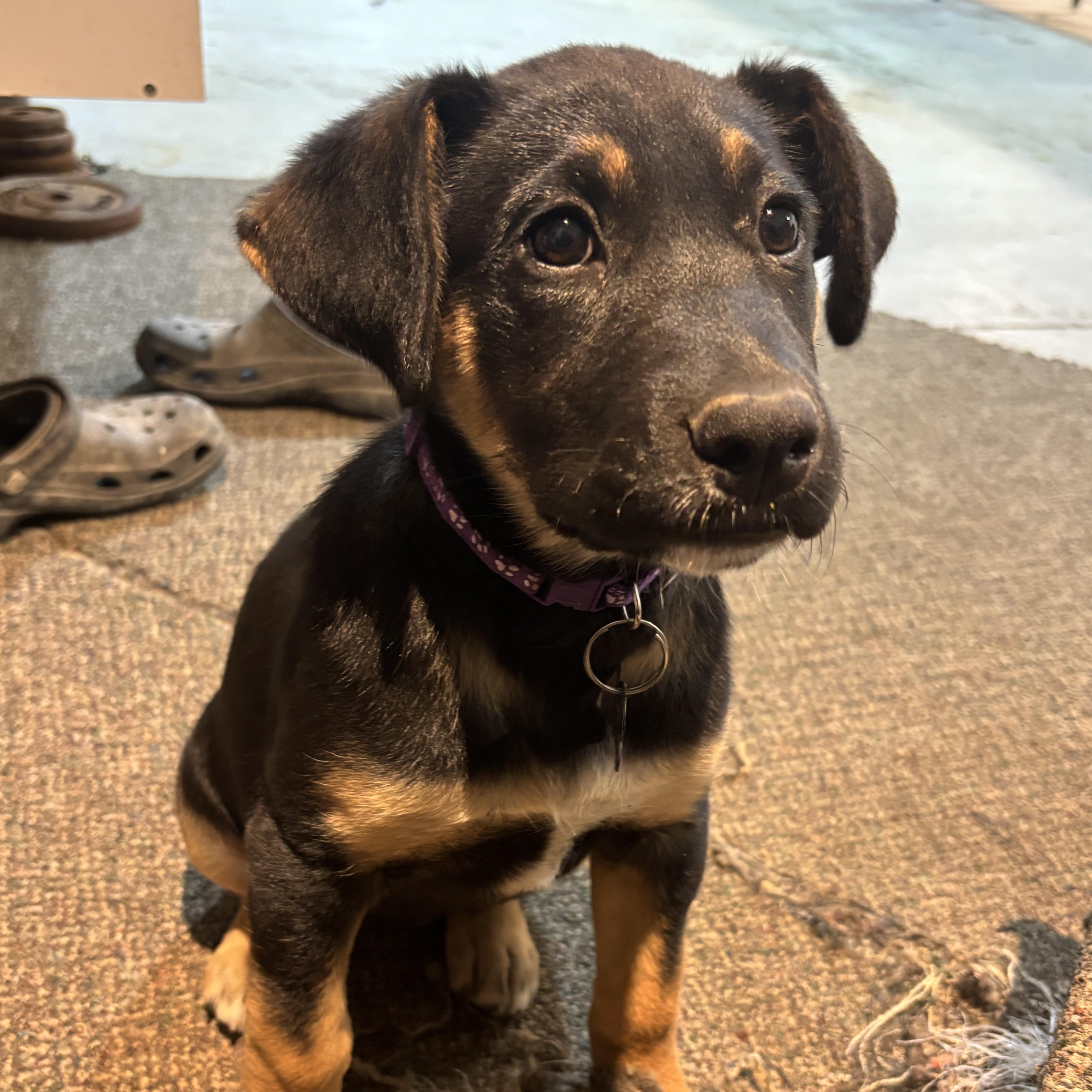 Bueno, Adoptable, Puppy Female Mixed Breed.