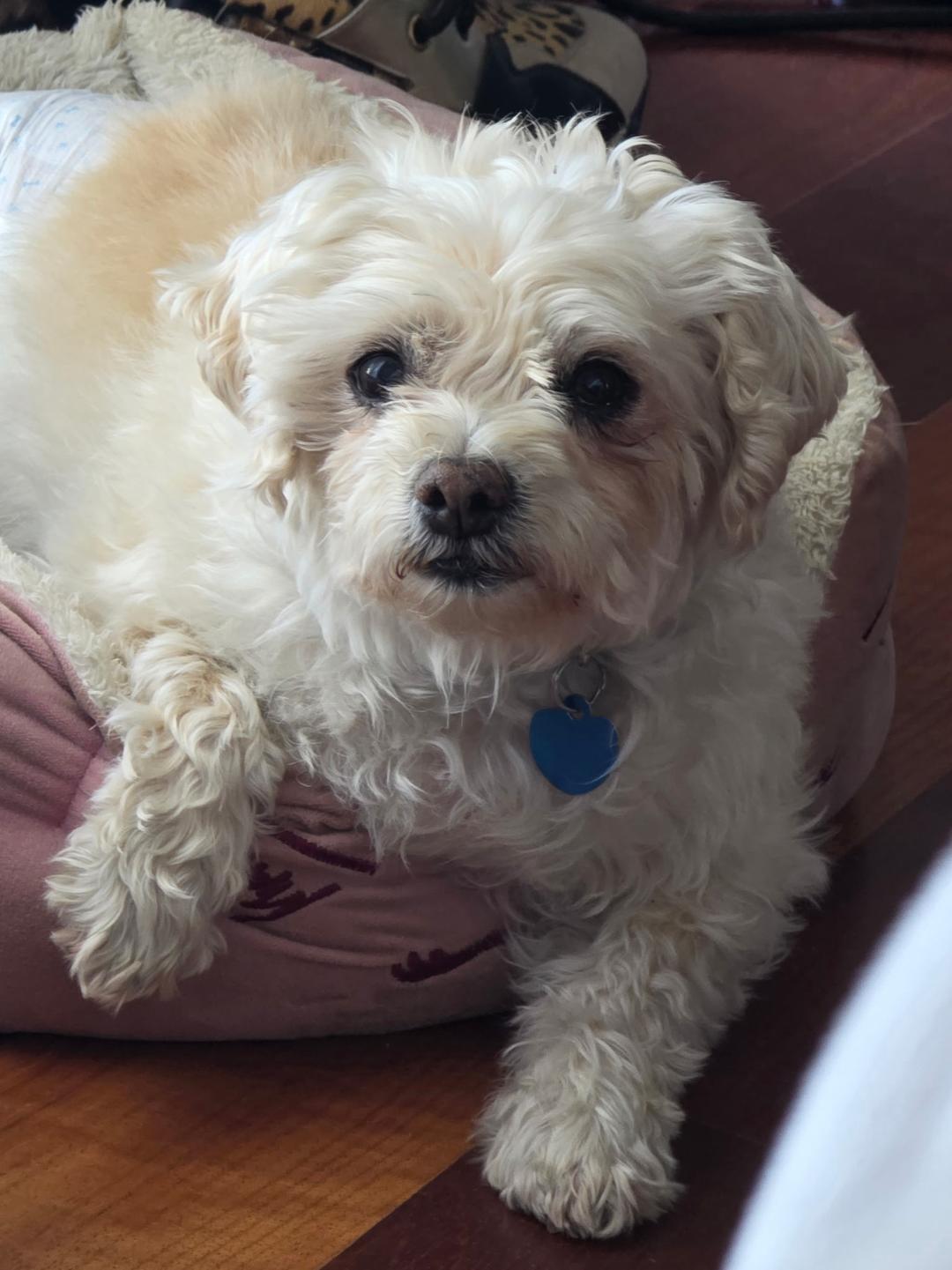Enlarge Butter, a ADOPTABLE Maltese in Westlake Village, CA image 5/5