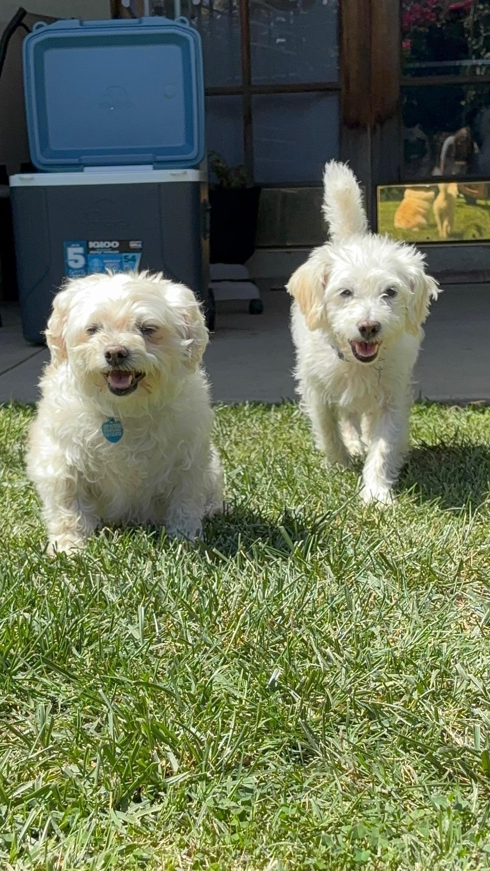 Enlarge Butter, a ADOPTABLE Maltese in Westlake Village, CA image 2/5