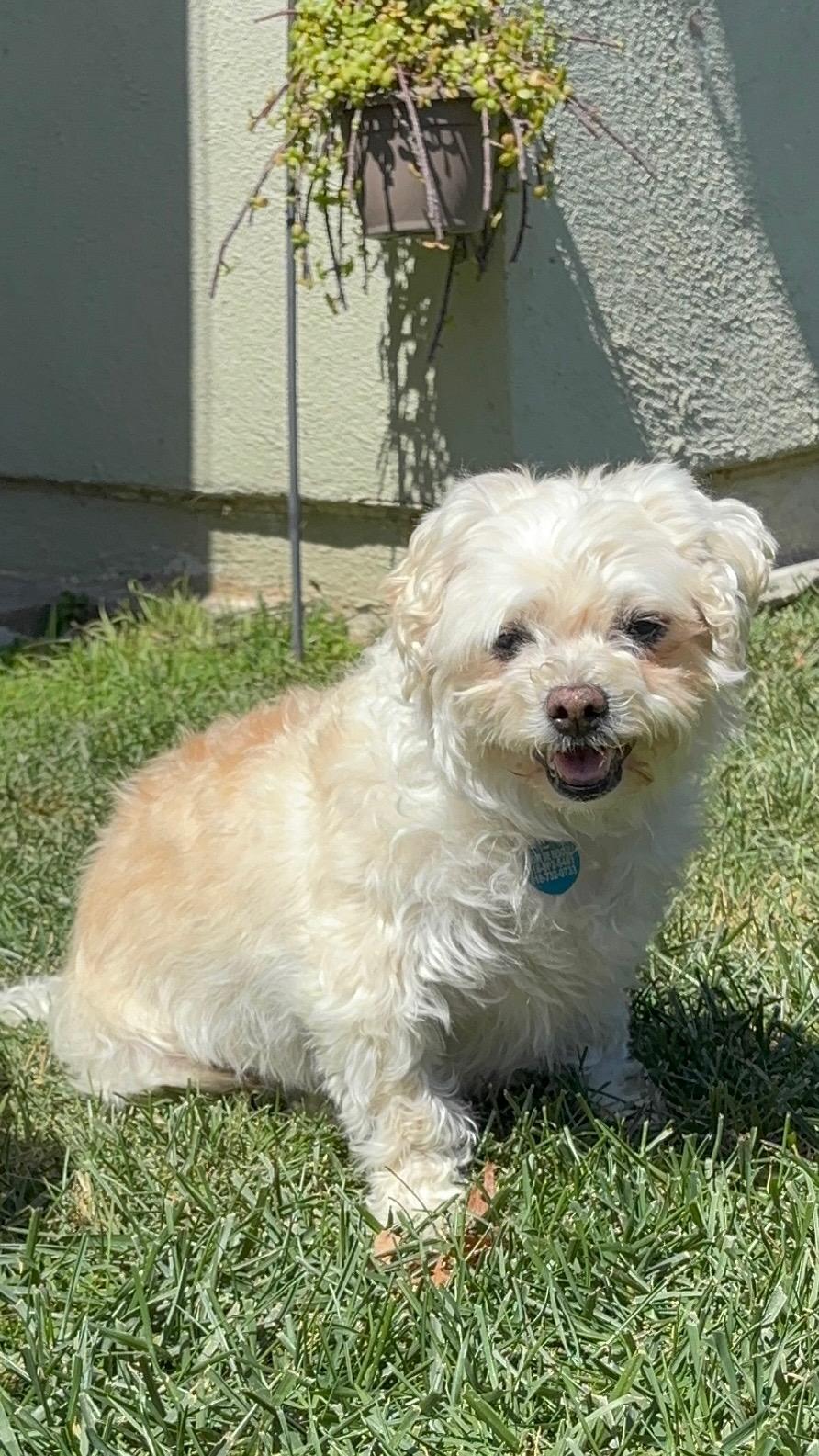 Enlarge Butter, a ADOPTABLE Maltese in Westlake Village, CA image 1/5