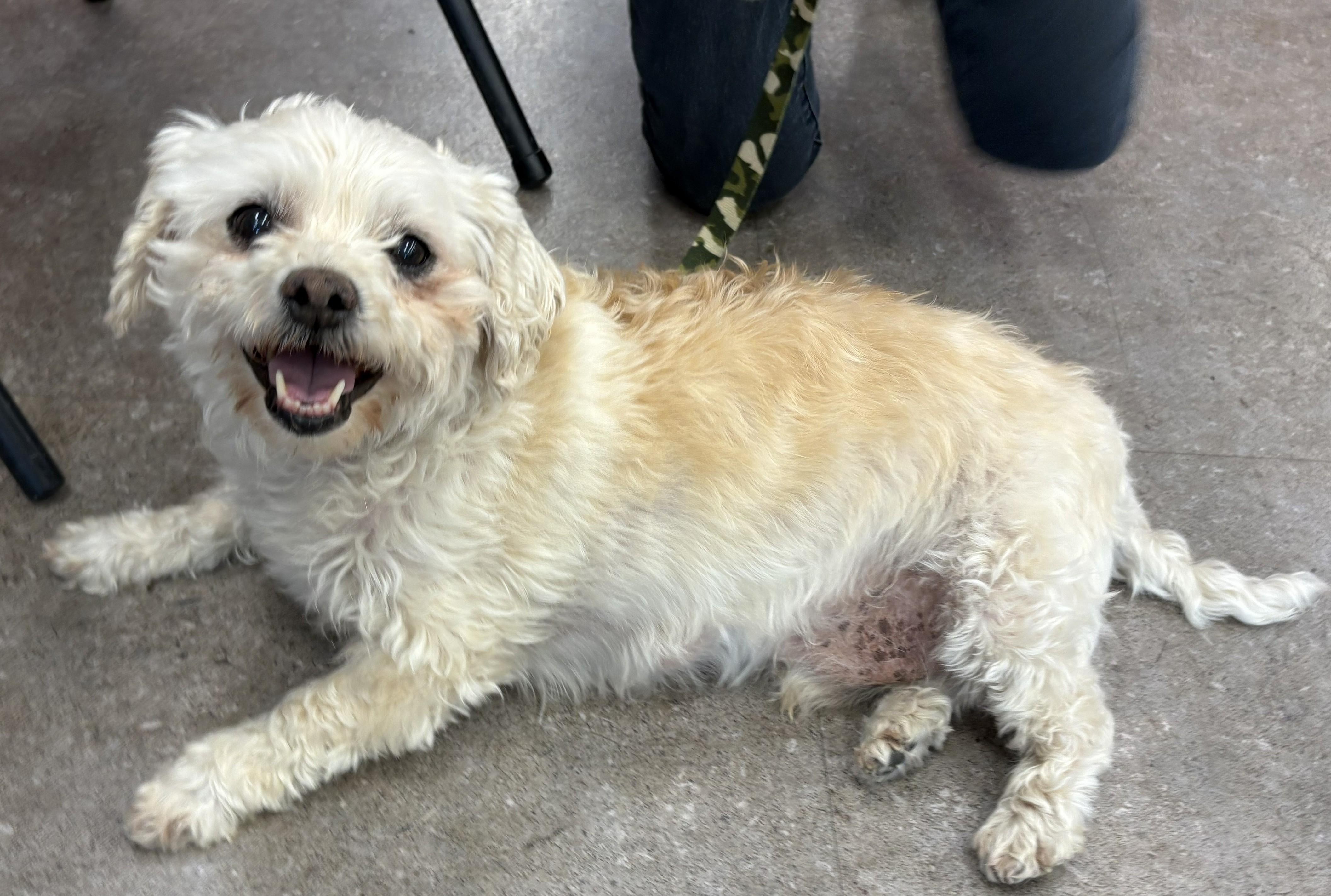 Enlarge Butter, a ADOPTABLE Maltese in Westlake Village, CA image 3/5