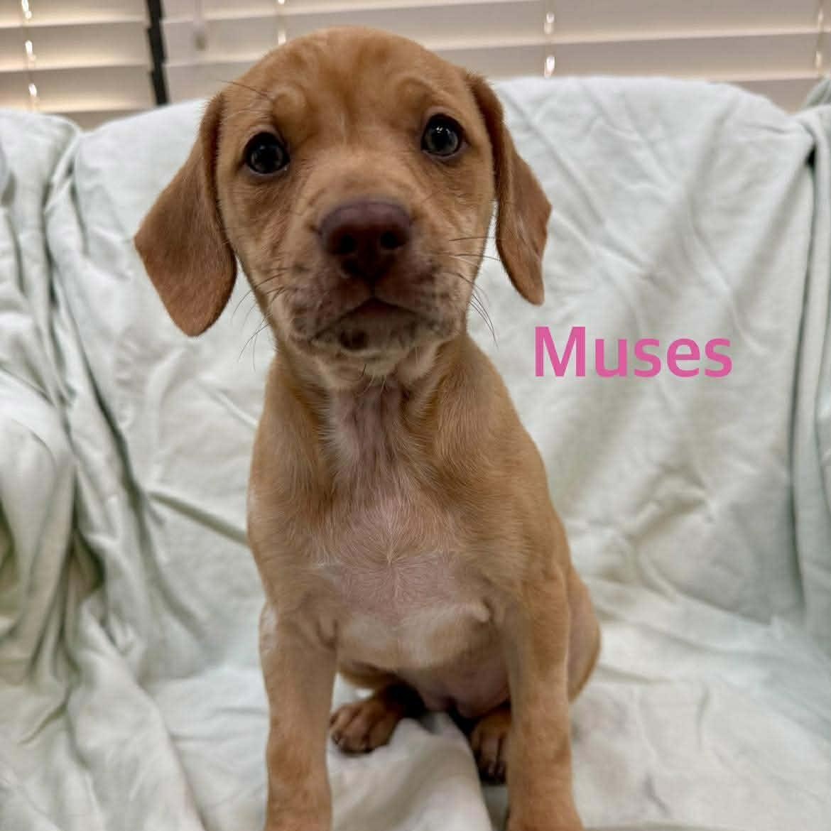 MUSES, adopted, Puppy Female Dachshund.