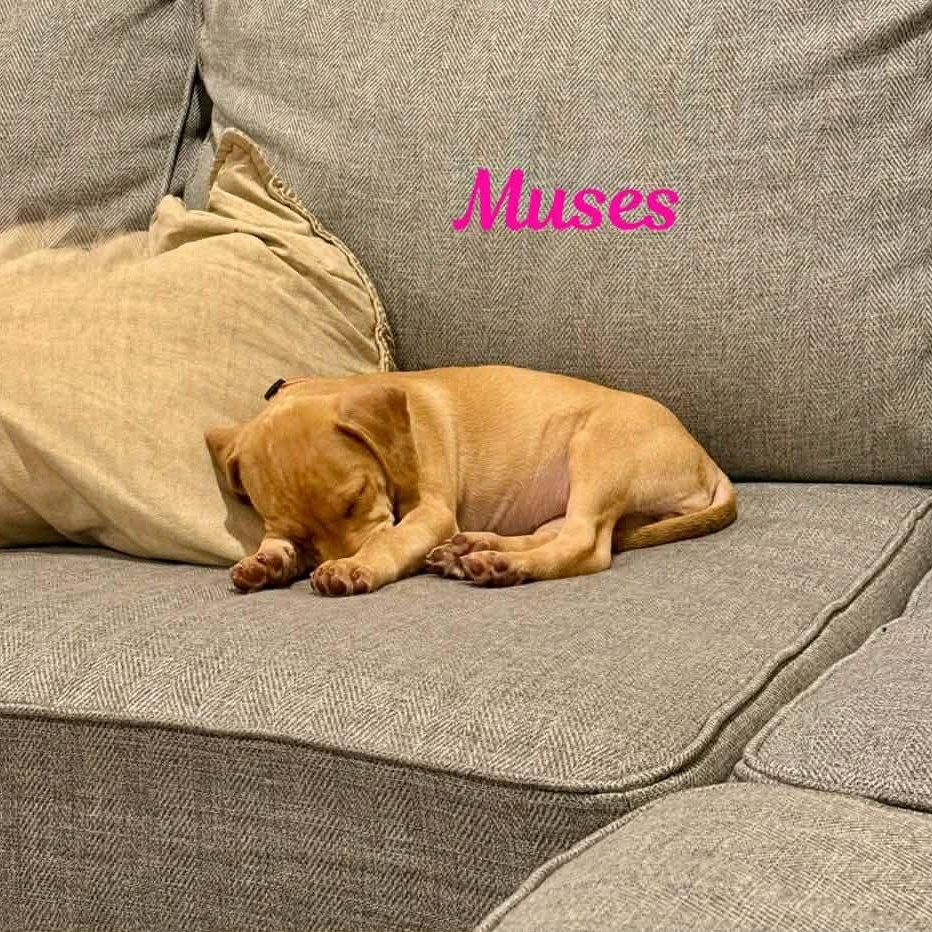 Enlarge MUSES, an adopted mixed breed in Madisonville, LA image 4/4