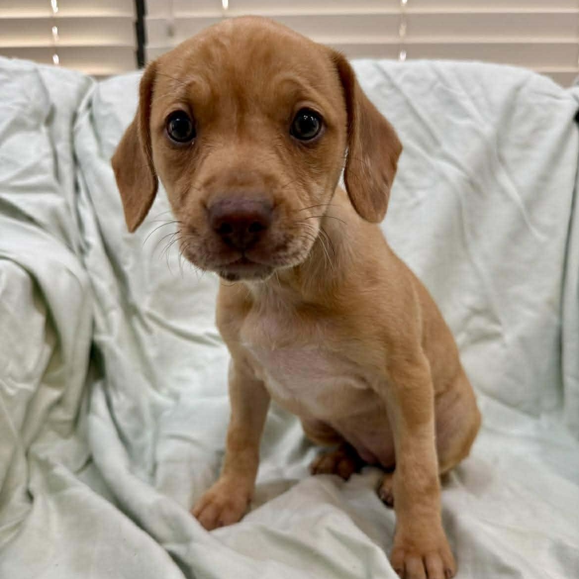 Enlarge MUSES, an adopted mixed breed in Madisonville, LA image 3/4