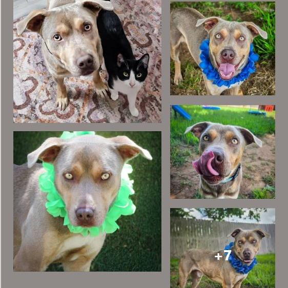Enlarge Benji, a Adoptable Mixed Breed in Lake Jackson, TX image 1/2