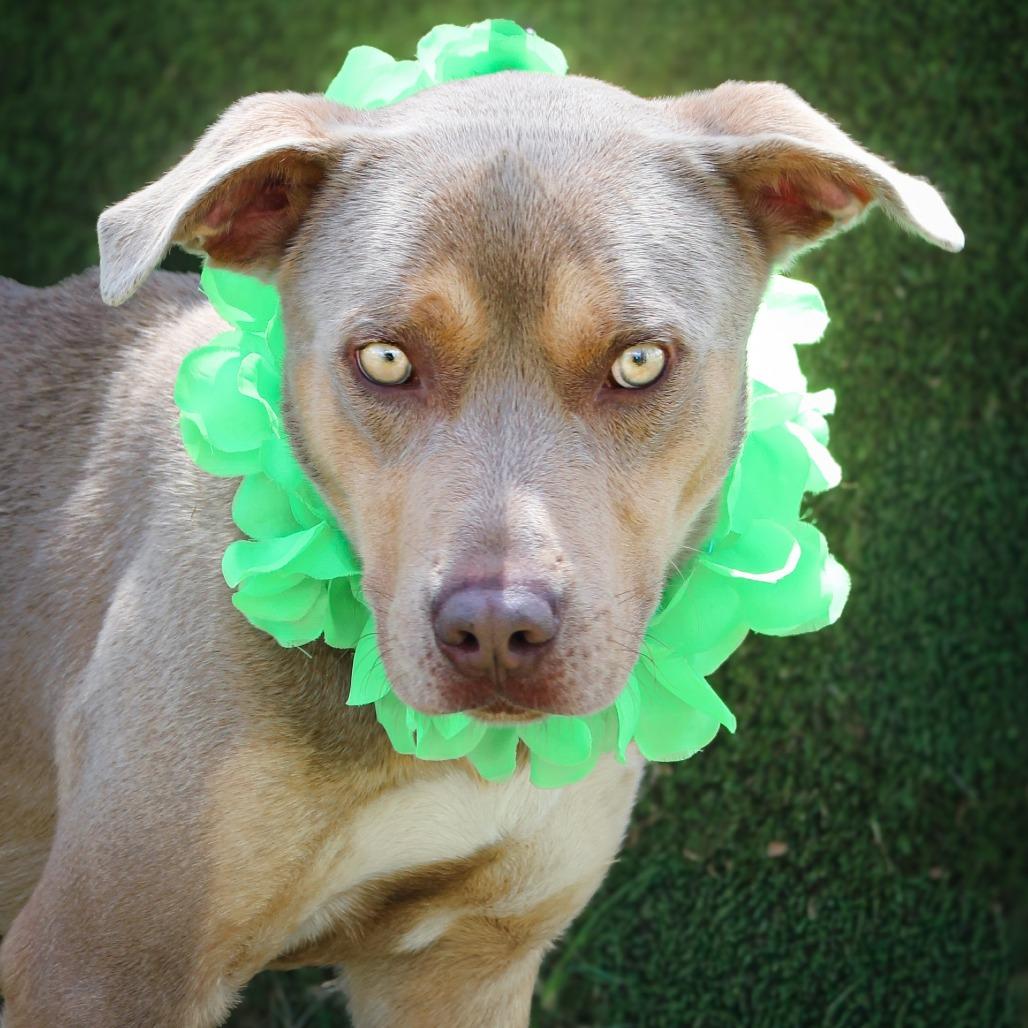 Benji, Adoptable, Adult Male Mixed Breed.