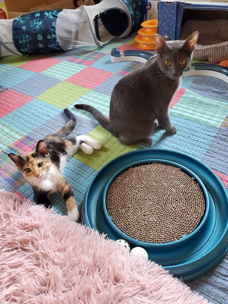 Enlarge Gracie, a Adoptable Domestic Short Hair in Mokena, IL image 2/4