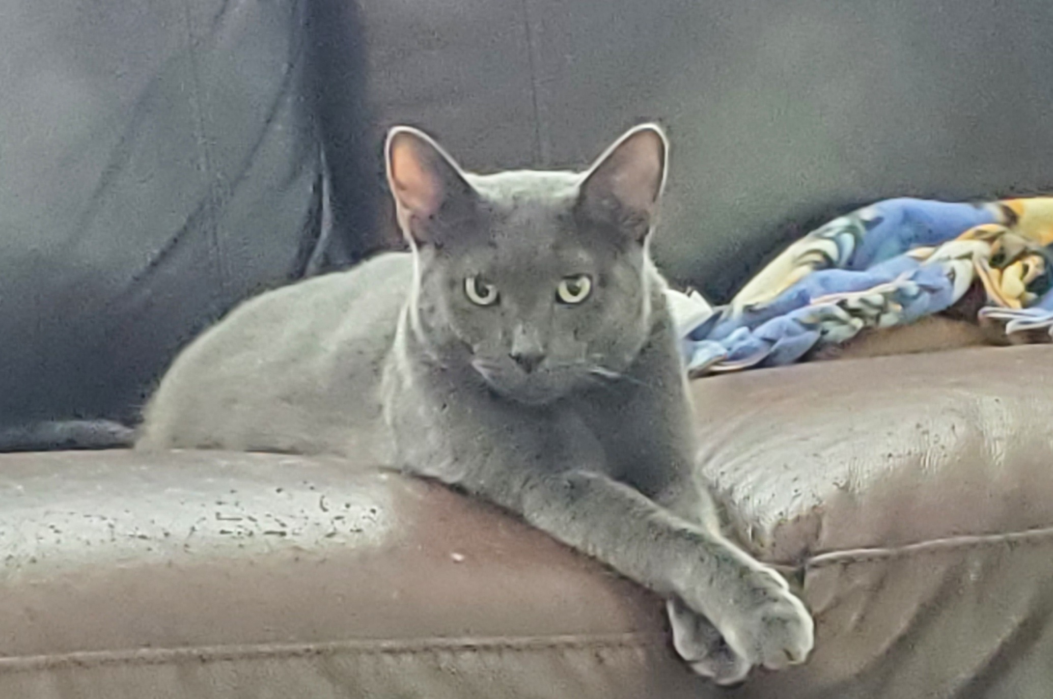 Enlarge Gracie, a Adoptable Domestic Short Hair in Mokena, IL image 4/4