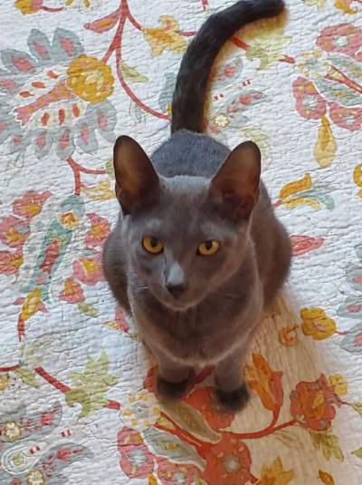 Enlarge Gracie, a Adoptable Domestic Short Hair in Mokena, IL image 1/4