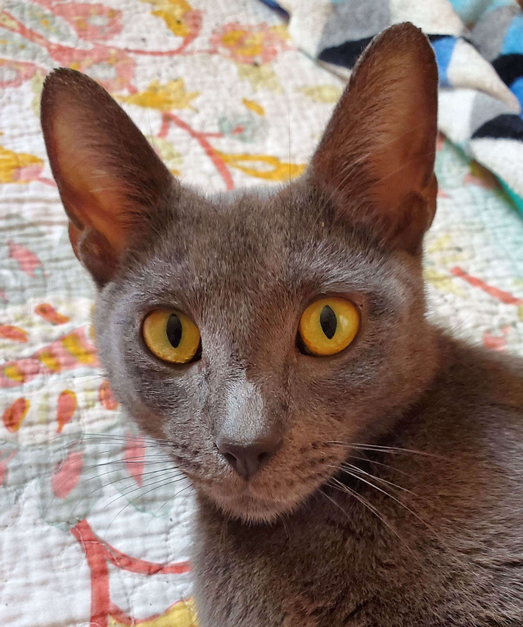 Enlarge Gracie, a Adoptable Domestic Short Hair in Mokena, IL image 3/4