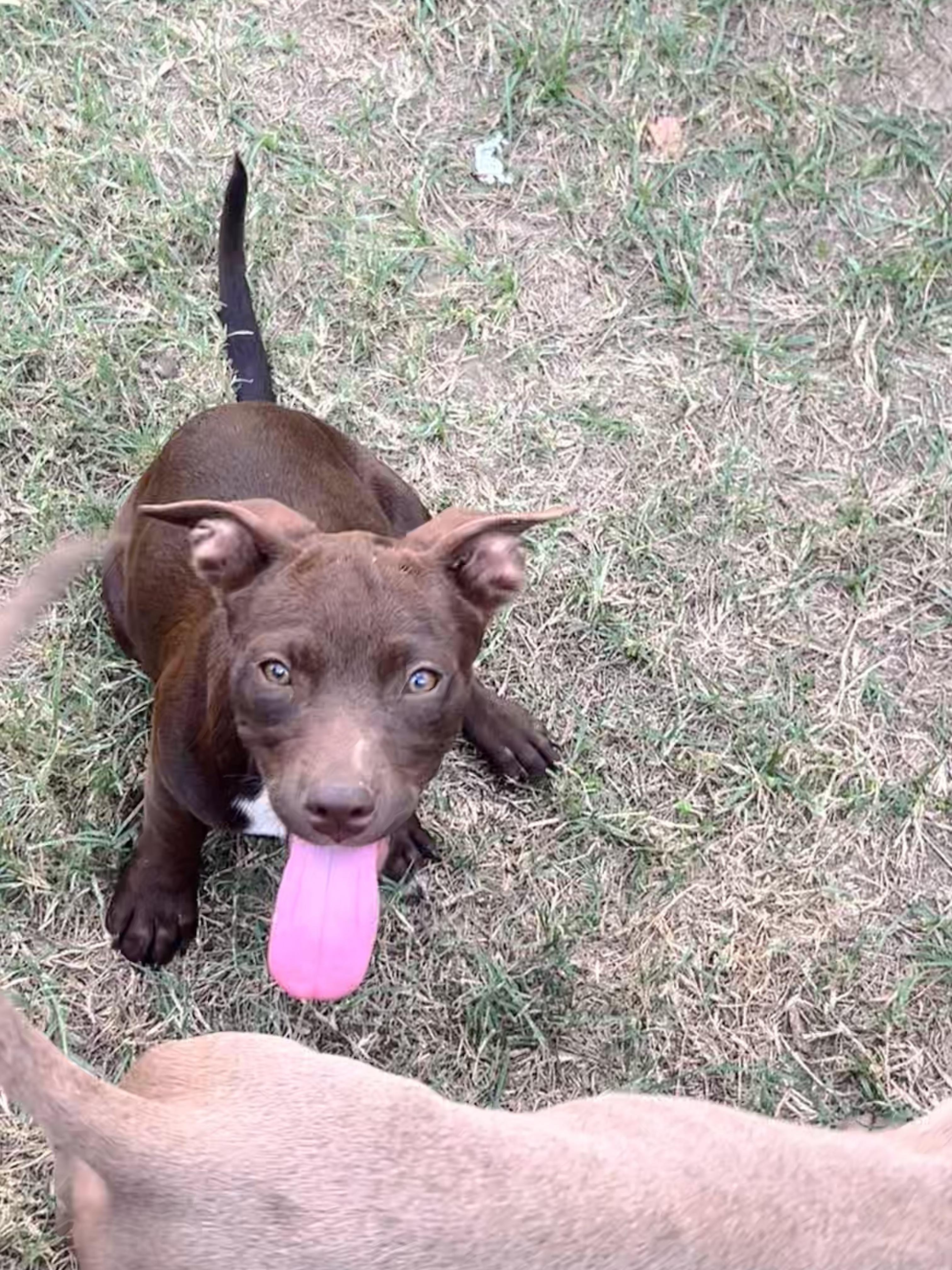 Hershey