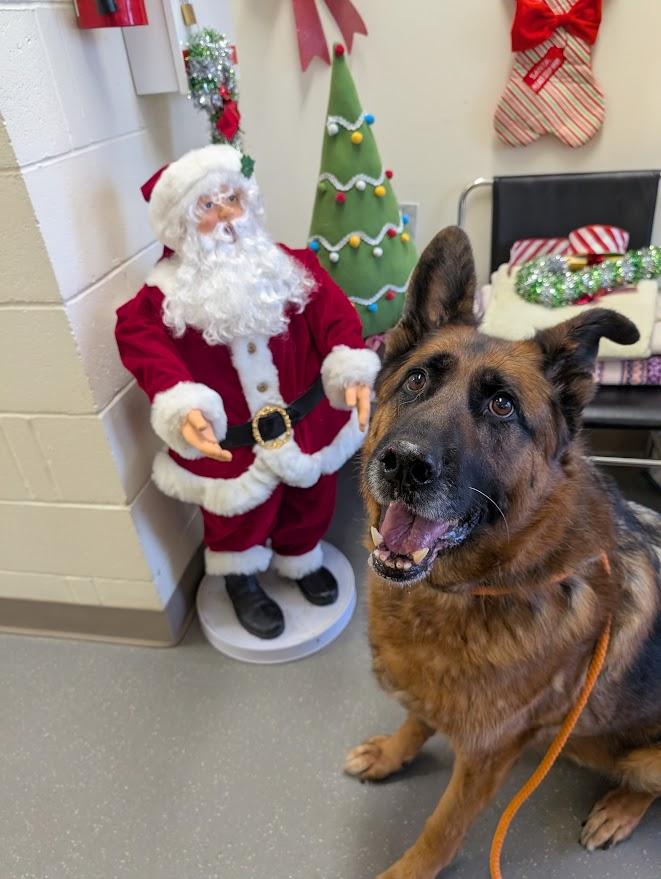 Hugo, a ADOPTABLE German Shepherd Dog in Coquitlam, BC image 1/3