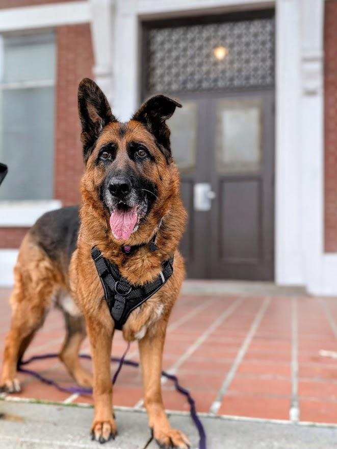 Hugo, a ADOPTABLE German Shepherd Dog in Coquitlam, BC image 1/4