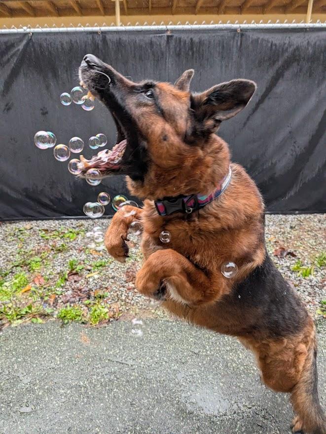 Hugo, a ADOPTABLE German Shepherd Dog in Coquitlam, BC image 4/4