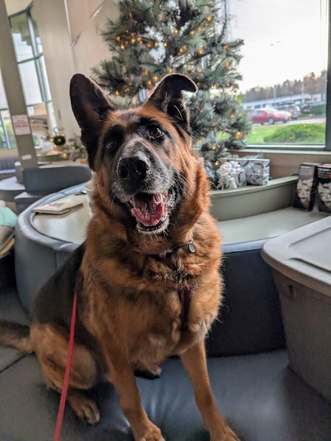 Hugo, a ADOPTABLE German Shepherd Dog in Coquitlam, BC image 2/3