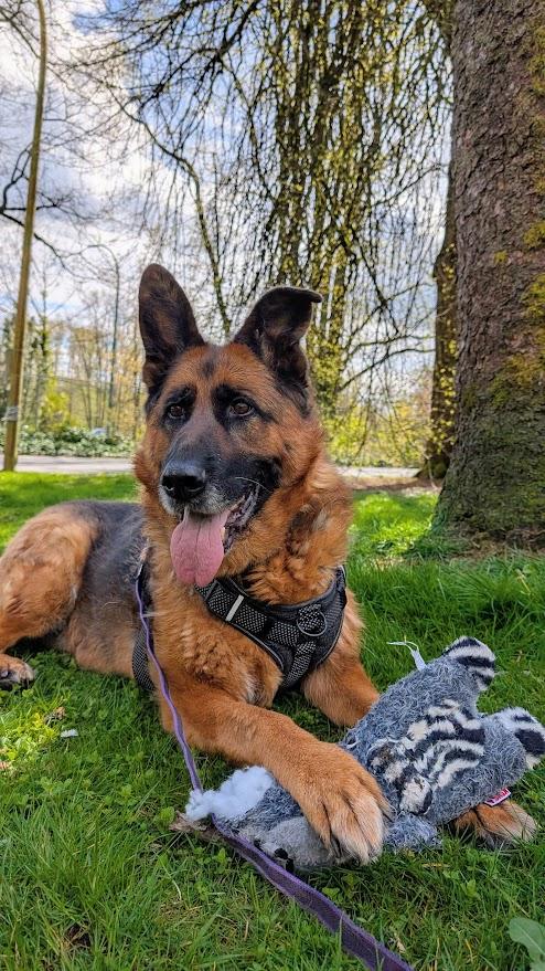 Hugo, a ADOPTABLE German Shepherd Dog in Coquitlam, BC image 5/5