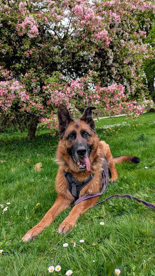 Hugo, ADOPTABLE, Adult Male German Shepherd Dog.