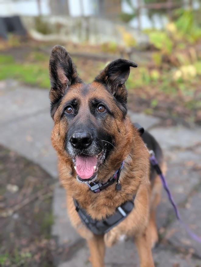 Hugo, a ADOPTABLE German Shepherd Dog in Coquitlam, BC image 3/4