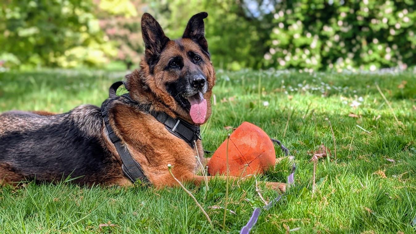 Enlarge Hugo, a ADOPTABLE German Shepherd Dog in Coquitlam, BC image 1/6